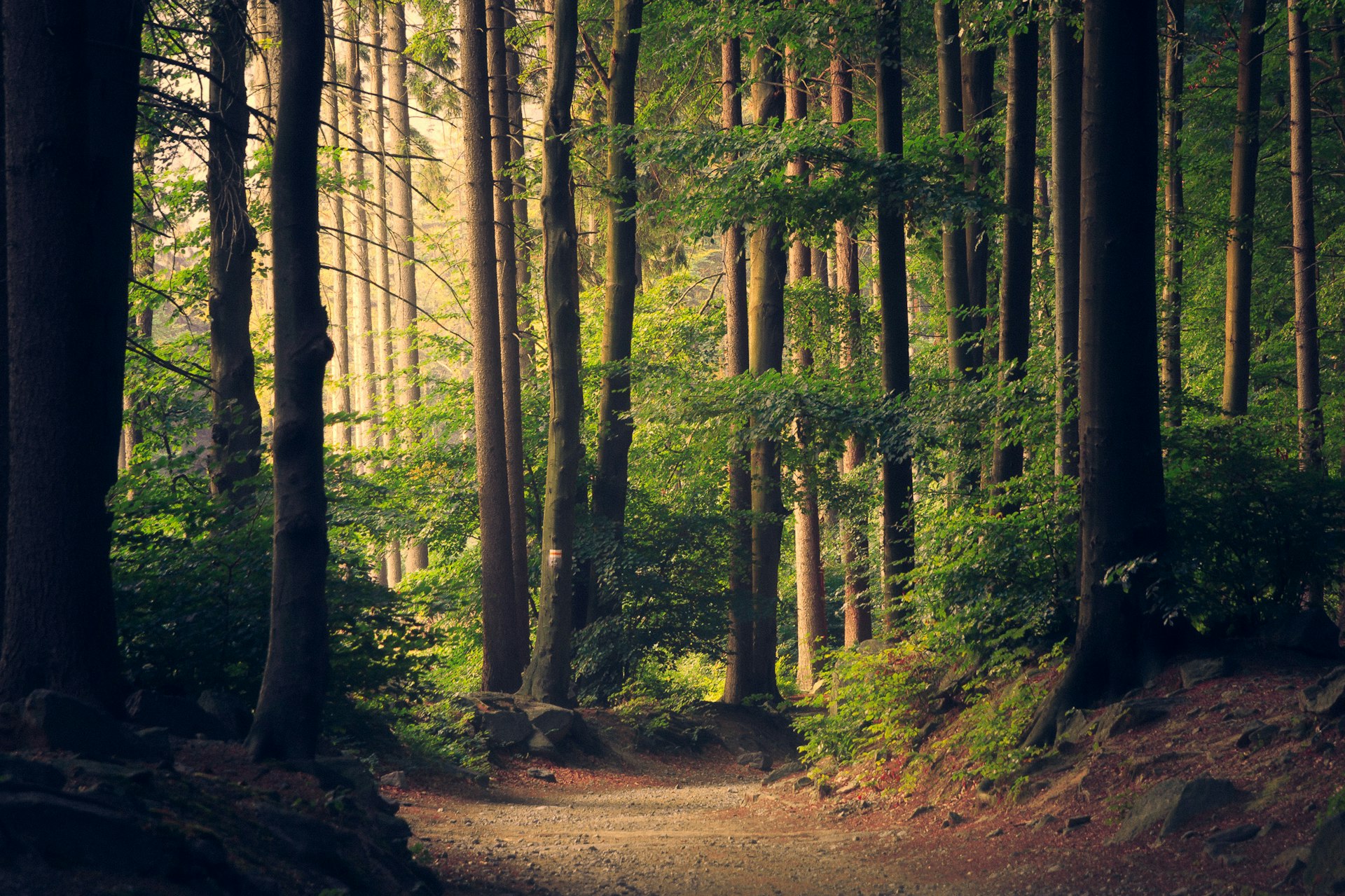 A peaceful woodland path through the Kent countryside
